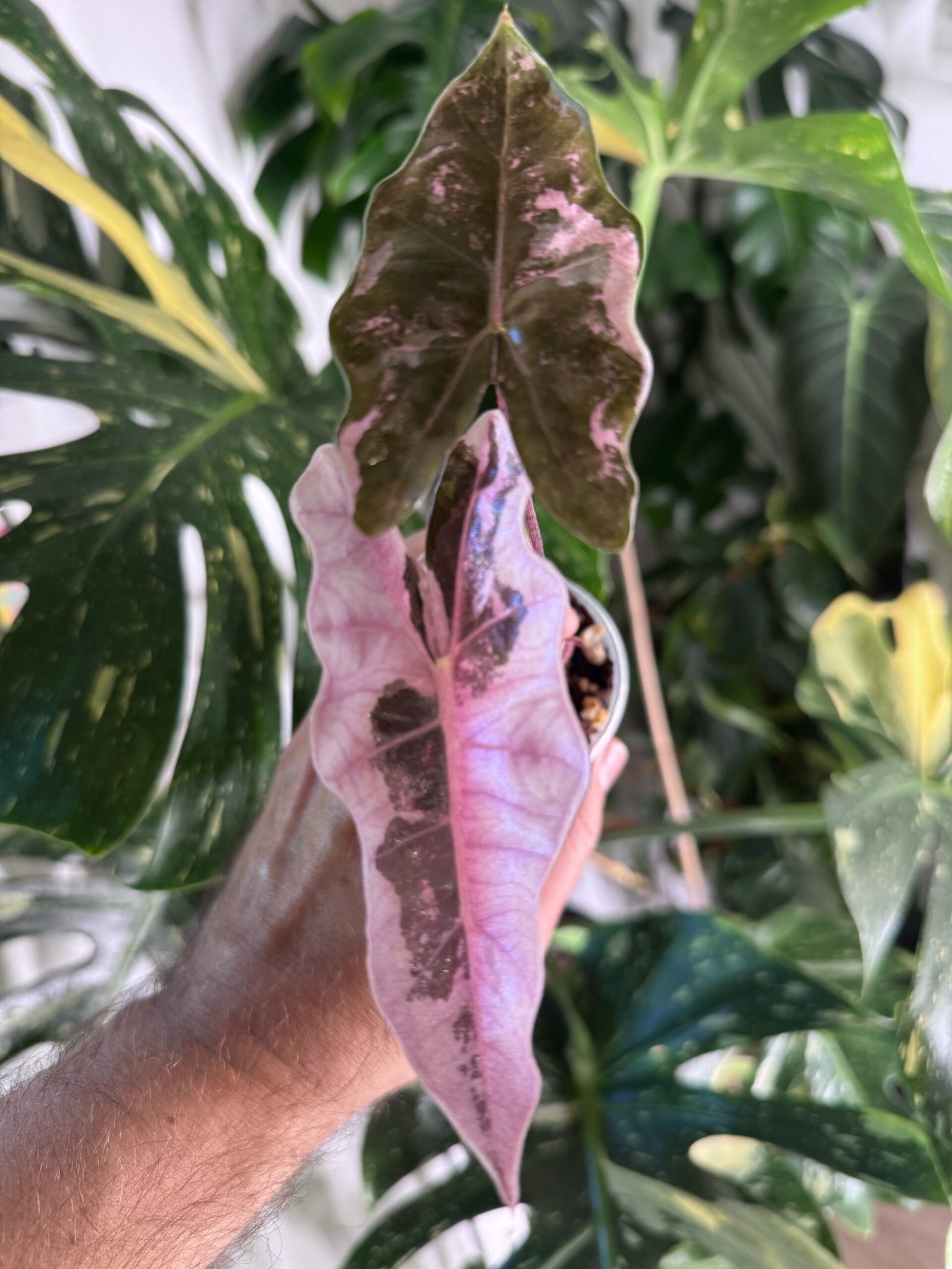 Alocasia Pseudo Sanderiana Pink Variegated #1109 exact plant with pink variegation on dark leaves, photo taken 10/6/2026