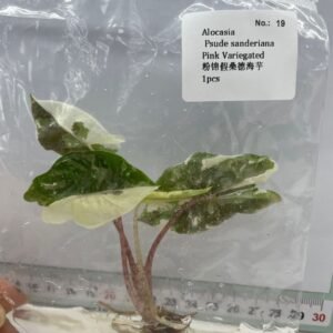 Alocasia Pseudo Sanderiana Pink Variegated tissue culture plantlet in sterile container