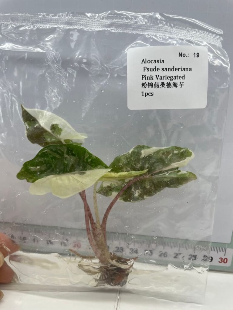 Alocasia Pseudo Sanderiana Pink Variegated tissue culture plantlet in sterile container
