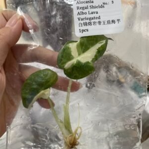 Alocasia Regal Shields Albo Lava Variegated tissue culture plantlet in sterile container