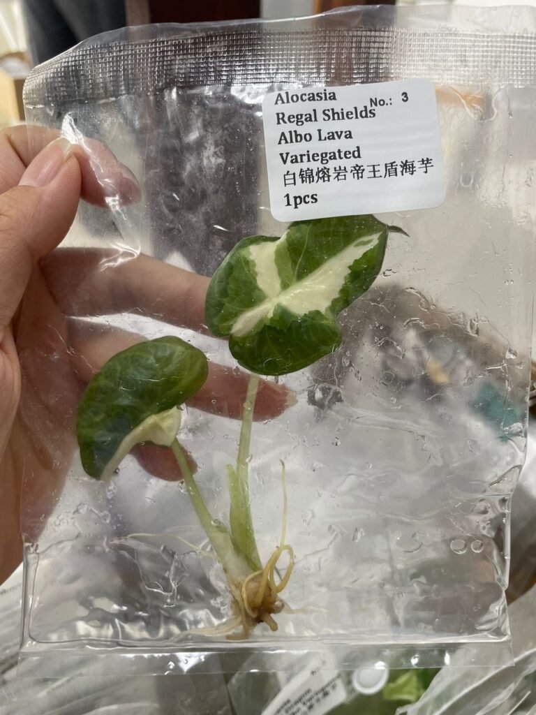 Alocasia Regal Shields Albo Lava Variegated tissue culture plantlet in sterile container