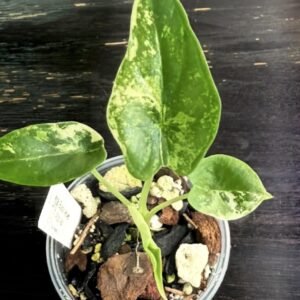 Exact Plant #1119 Alocasia Reginula 'Black Velvet' Albo Variegated with cream-white marbled leaves in a nursery cup