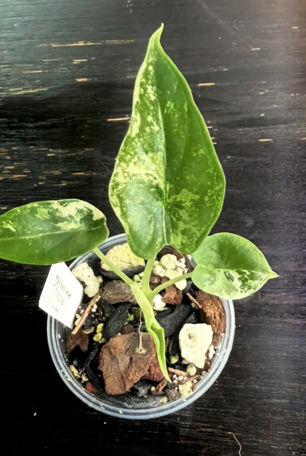 Exact Plant #1119 Alocasia Reginula 'Black Velvet' Albo Variegated with cream-white marbled leaves in a nursery cup