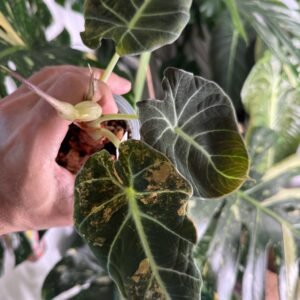 Alocasia reginula Black Velvet Gold Variegated #30 exact plant with dark velvety leaves, gold variegation, corms and a flower bud, photo taken 10/6/2026