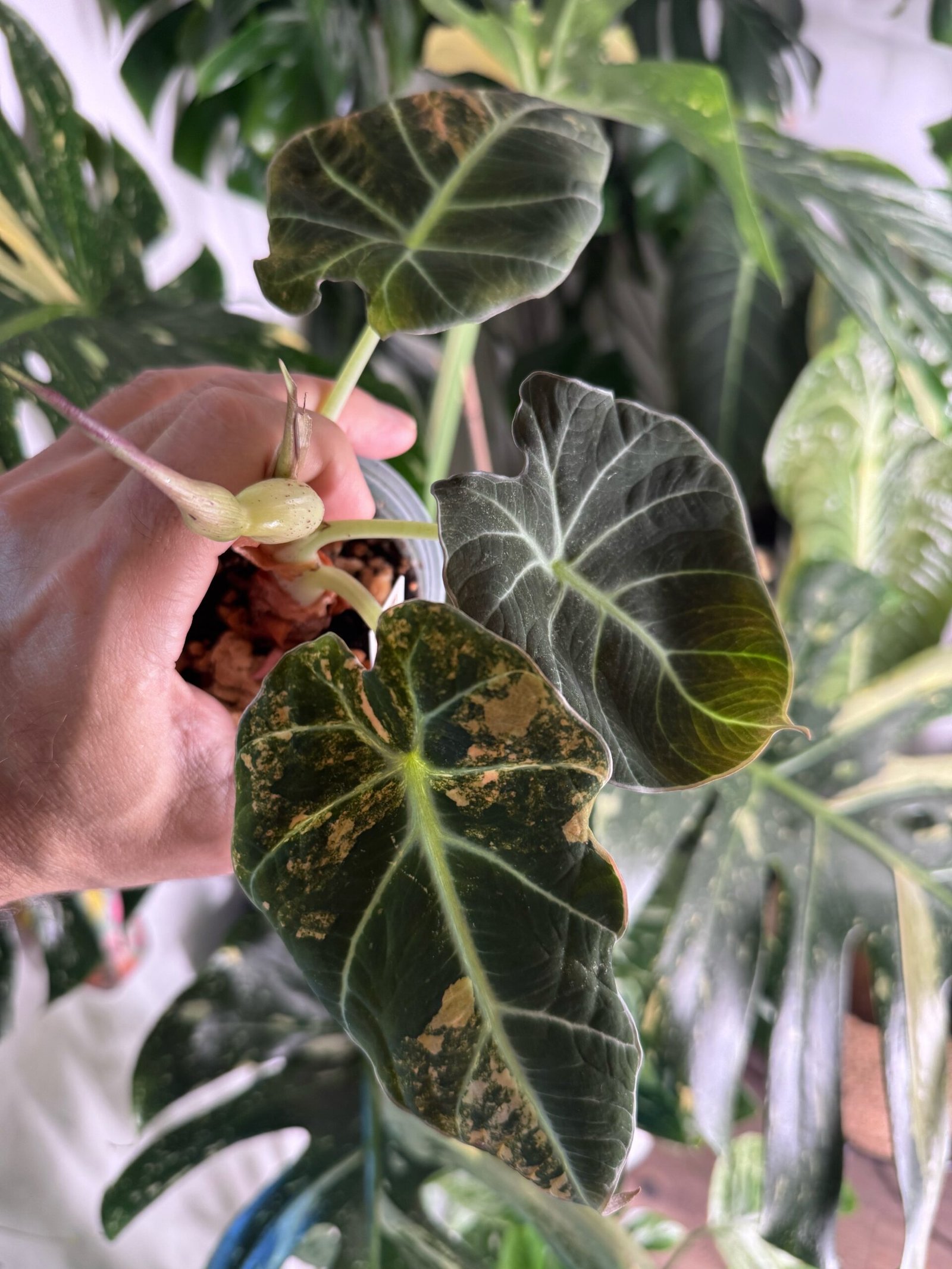 Alocasia reginula Black Velvet Gold Variegated #30 exact plant with dark velvety leaves, gold variegation, corms and a flower bud, photo taken 10/6/2026