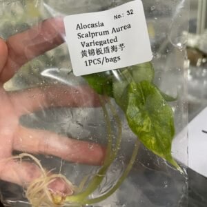 Alocasia Scalprum Aurea Variegated tissue culture plantlet in sterile container