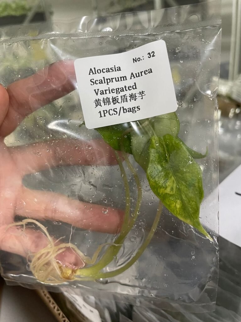 Alocasia Scalprum Aurea Variegated tissue culture plantlet in sterile container