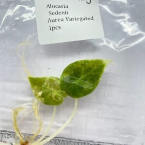 Alocasia Sedenii Aurea Variegated tissue culture plantlet in sterile container