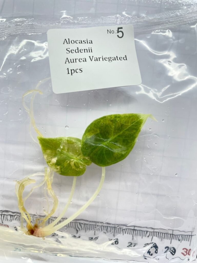 Alocasia Sedenii Aurea Variegated tissue culture plantlet in sterile container