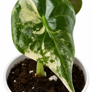 Alocasia Sedenii Pink Variegated tissue culture plantlet in sterile container