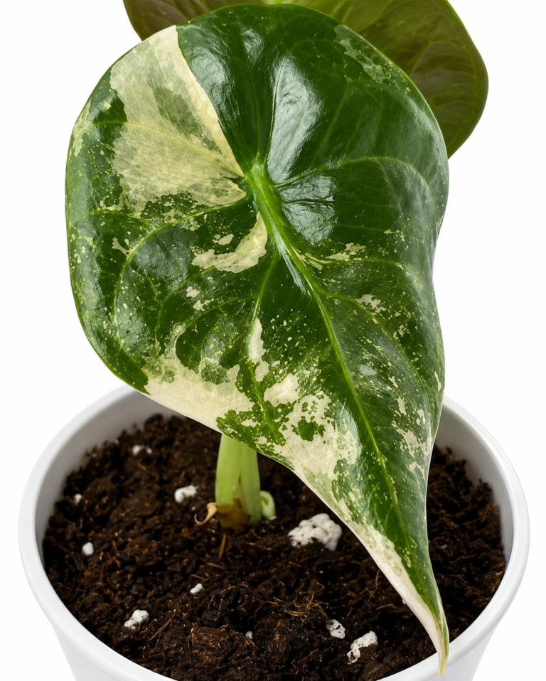 Alocasia Sedenii Pink Variegated tissue culture plantlet in sterile container