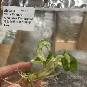 Alocasia Silver Dragon Albo Lava Variegated tissue culture plantlet in sterile container