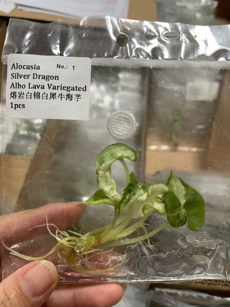 Alocasia Silver Dragon Albo Lava Variegated tissue culture plantlet in sterile container