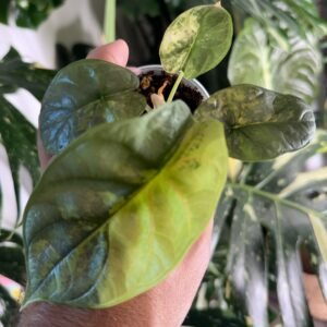 Alocasia Silver Dragon Aurea #754 exact plant with yellow aurea variegation on silvery leaves, photo taken 10/6/2026