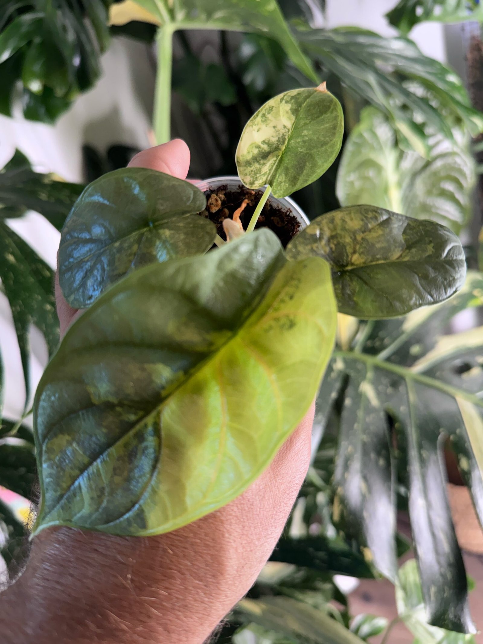 Alocasia Silver Dragon Aurea #754 exact plant with yellow aurea variegation on silvery leaves, photo taken 10/6/2026