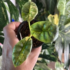 Alocasia Silver Dragon Variegated #341 exact plant with 3 green, cream and yellow variegated leaves, photo taken 10/6/2026