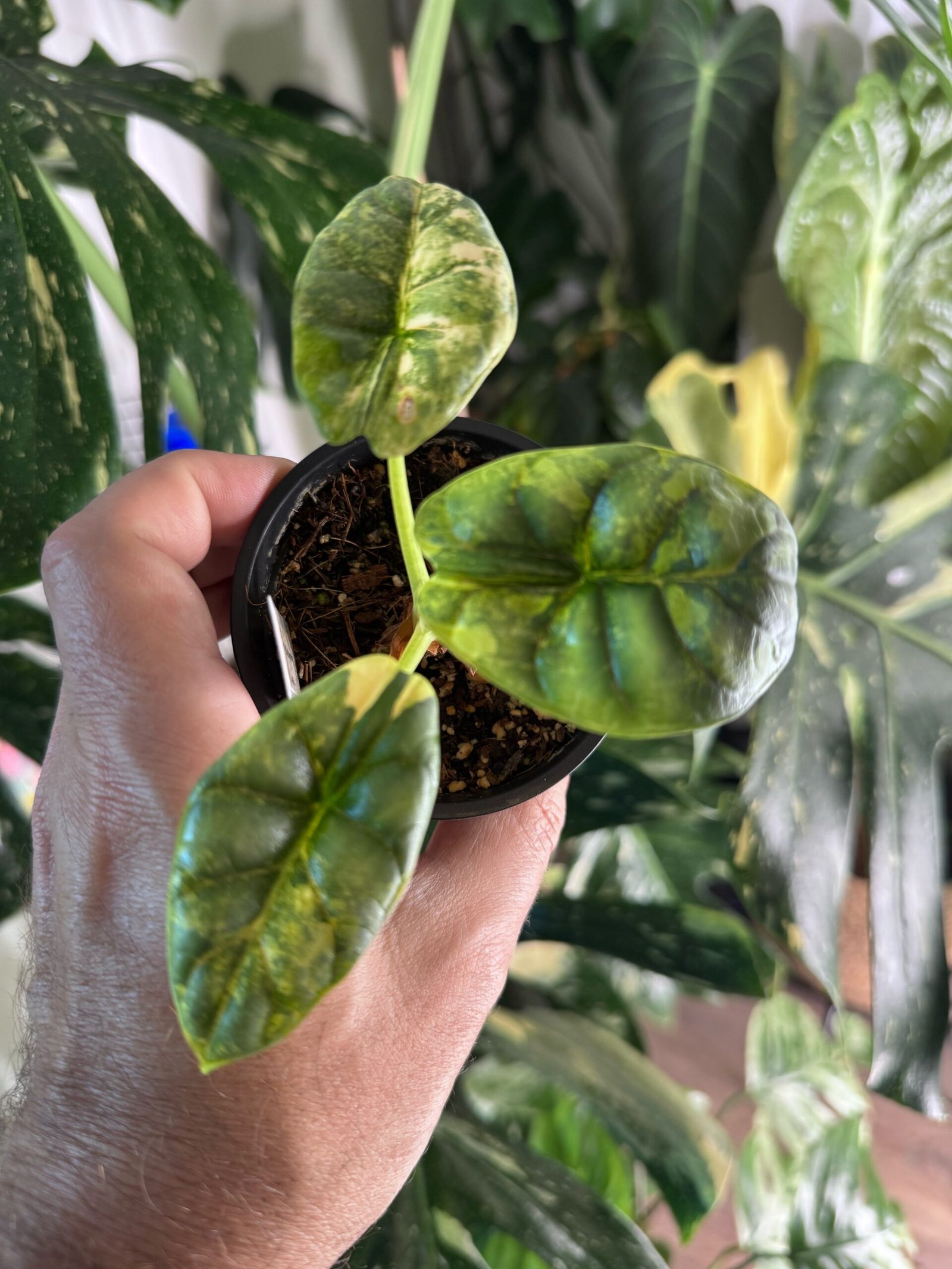 Alocasia Silver Dragon Variegated #341 exact plant with 3 green, cream and yellow variegated leaves, photo taken 10/6/2026