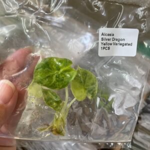 Alocasia Silver Dragon Yellow Variegated tissue culture plantlet in sterile container