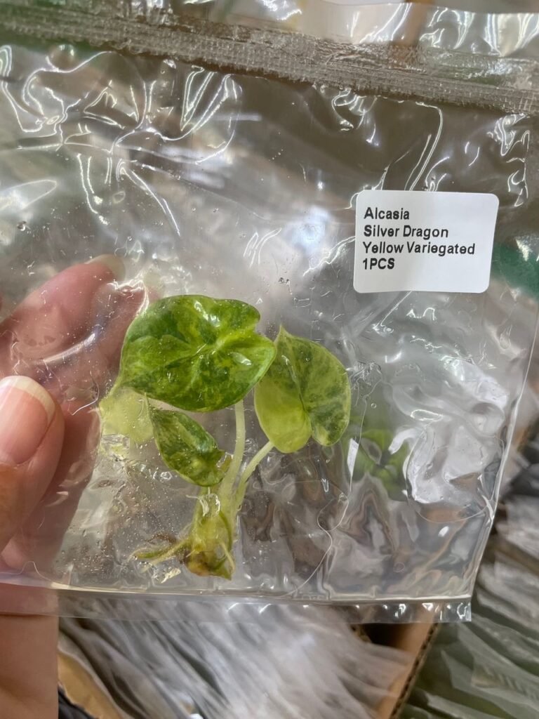 Alocasia Silver Dragon Yellow Variegated tissue culture plantlet in sterile container