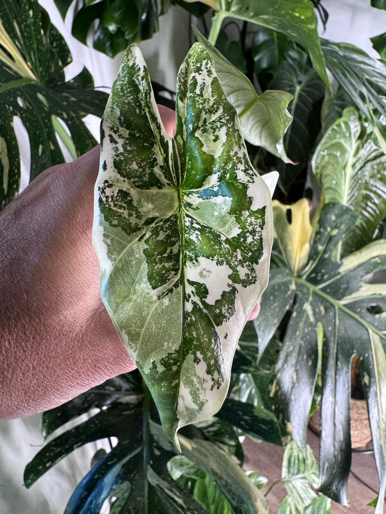 Alocasia Simpo Albo Variegated #569 exact plant with heavy white albo marbled variegation on a green arrowhead leaf, photo taken 10/6/2026