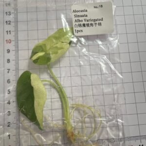 Alocasia Sinuata Albo Variegated tissue culture plantlet in sterile container