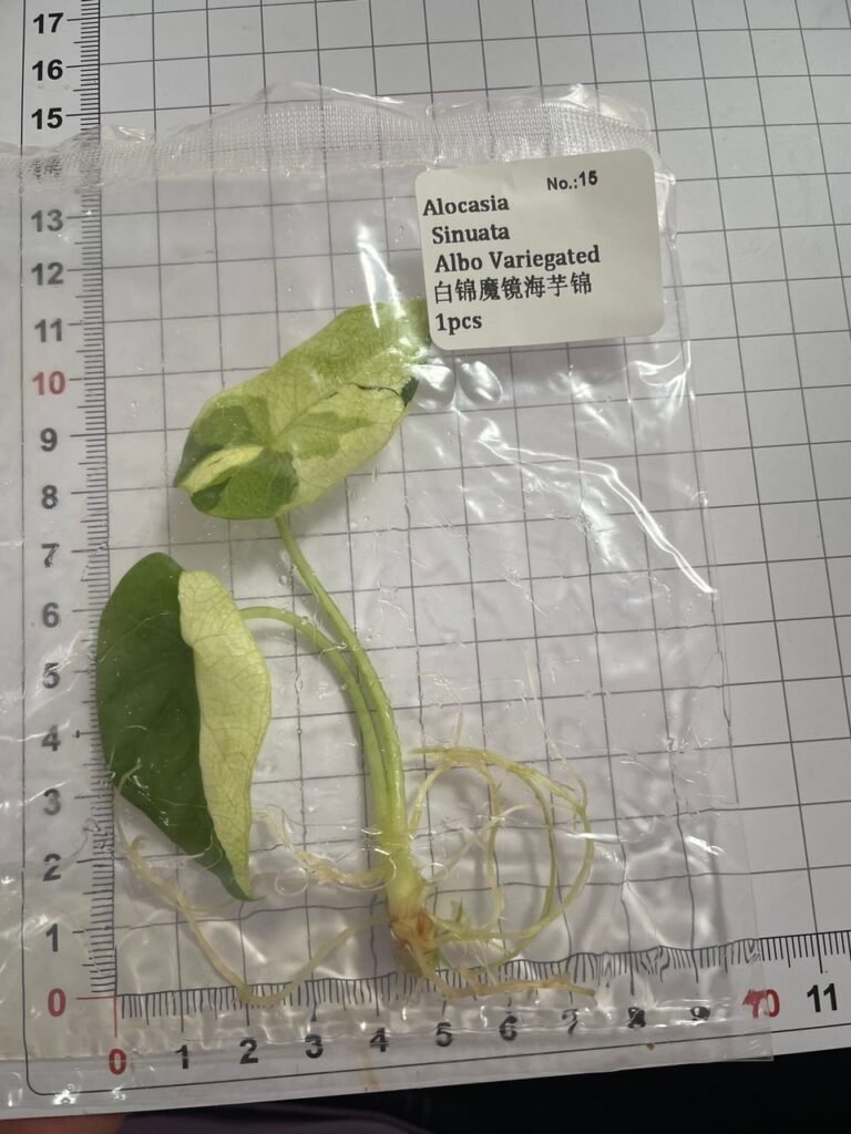 Alocasia Sinuata Albo Variegated tissue culture plantlet in sterile container