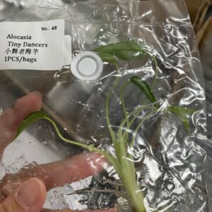 Alocasia Tiny Dancers tissue culture plantlet in sterile container