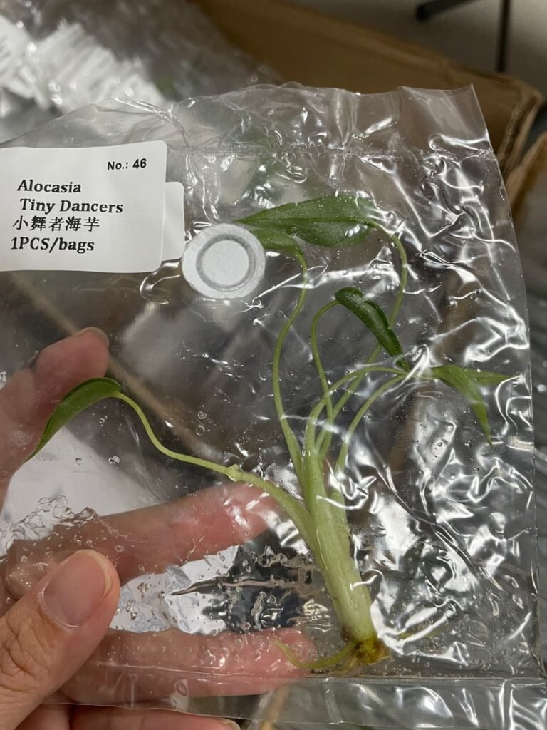 Alocasia Tiny Dancers tissue culture plantlet in sterile container