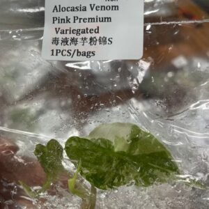 Alocasia Venom Pink Premium Variegated tissue culture plantlet in sterile container