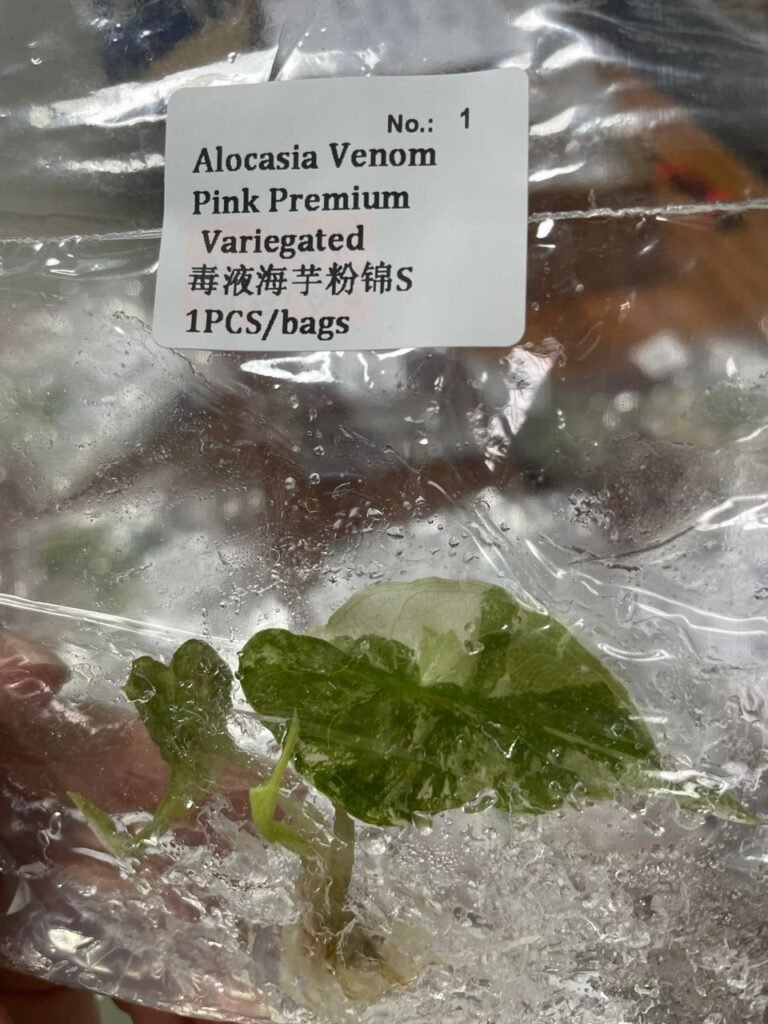 Alocasia Venom Pink Premium Variegated tissue culture plantlet in sterile container