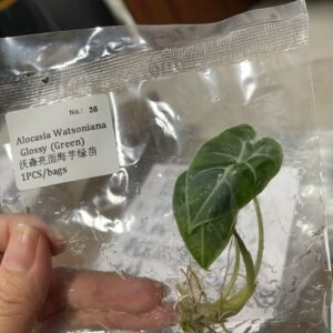 Alocasia Watsoniana Glossy (Green) tissue culture plantlet in sterile container