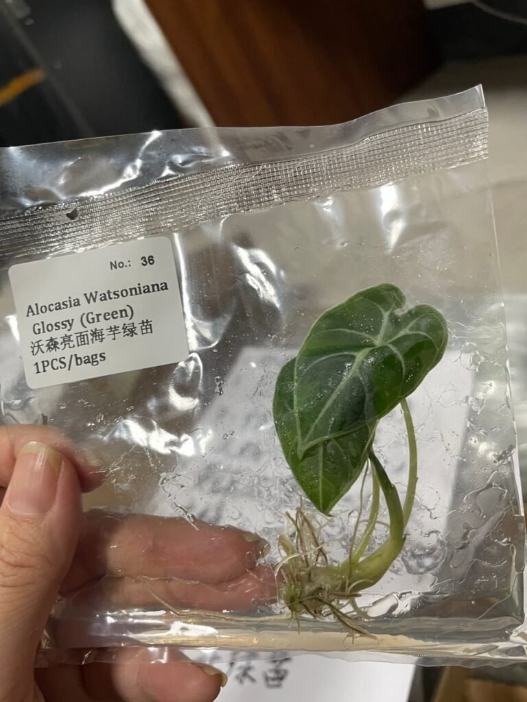 Alocasia Watsoniana Glossy (Green) tissue culture plantlet in sterile container