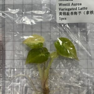 Alocasia Wentii Aurea Variegated Latte tissue culture plantlet in sterile container