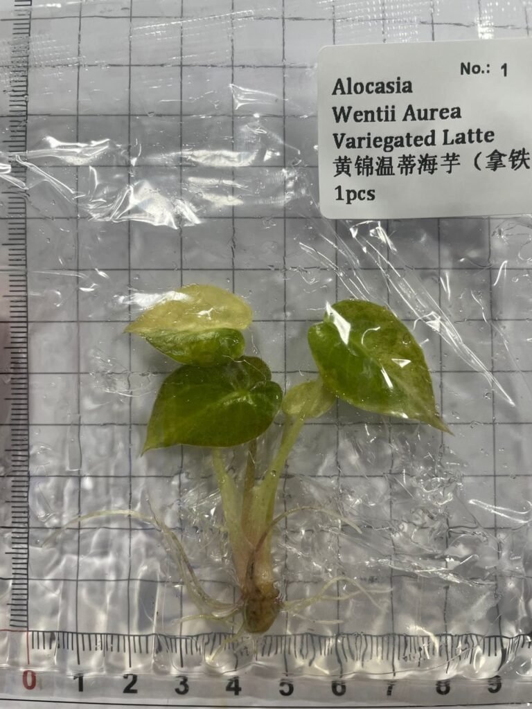 Alocasia Wentii Aurea Variegated Latte tissue culture plantlet in sterile container