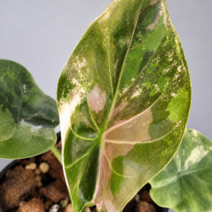 Alocasia Wentii Pink Variegated tissue culture plantlet in sterile container
