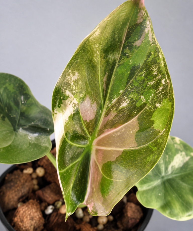 Alocasia Wentii Pink Variegated tissue culture plantlet in sterile container