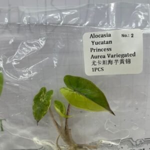 Alocasia Yucatan Princess Aurea Variegated tissue culture plantlet in sterile container