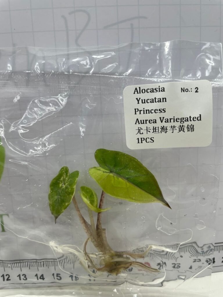 Alocasia Yucatan Princess Aurea Variegated tissue culture plantlet in sterile container