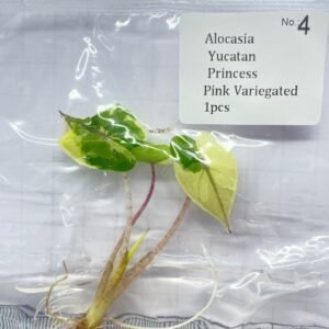 Alocasia Yucatan Princess Pink Variegated tissue culture plantlet in sterile container