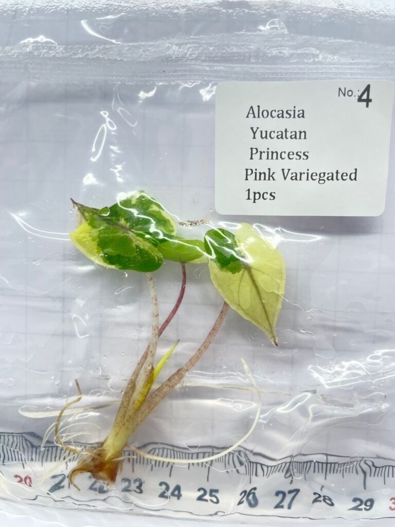 Alocasia Yucatan Princess Pink Variegated tissue culture plantlet in sterile container