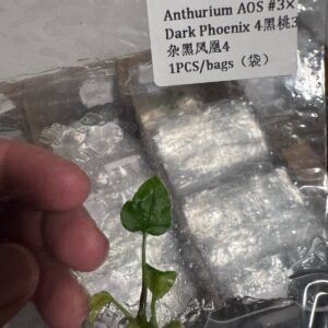 Anthurium AOS #3 x Dark Phoenix 4 tissue culture plantlet in sterile container