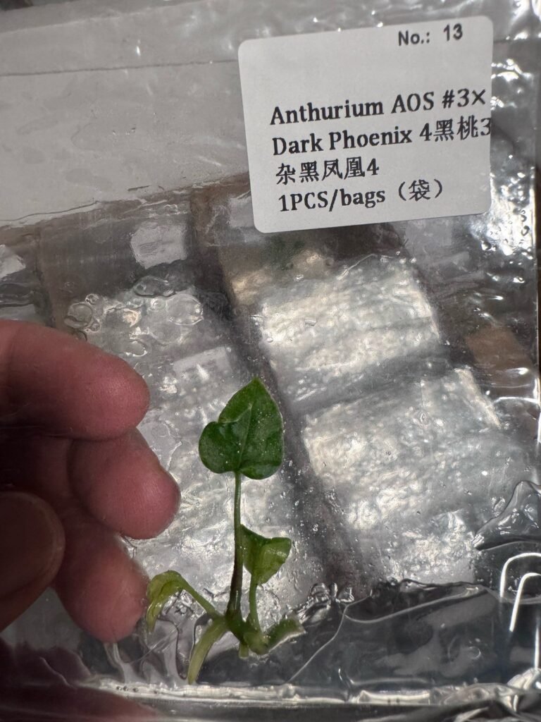 Anthurium AOS #3 x Dark Phoenix 4 tissue culture plantlet in sterile container