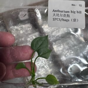 Anthurium Big Bill tissue culture plantlet in sterile container