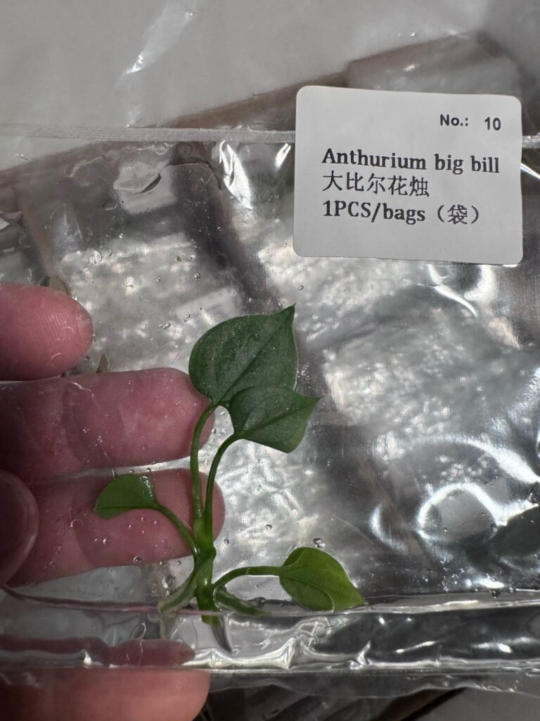 Anthurium Big Bill tissue culture plantlet in sterile container