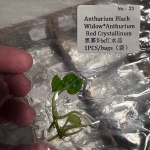 Anthurium Black Widow x Anthurium Red Crystallinum tissue culture plantlet in sterile container