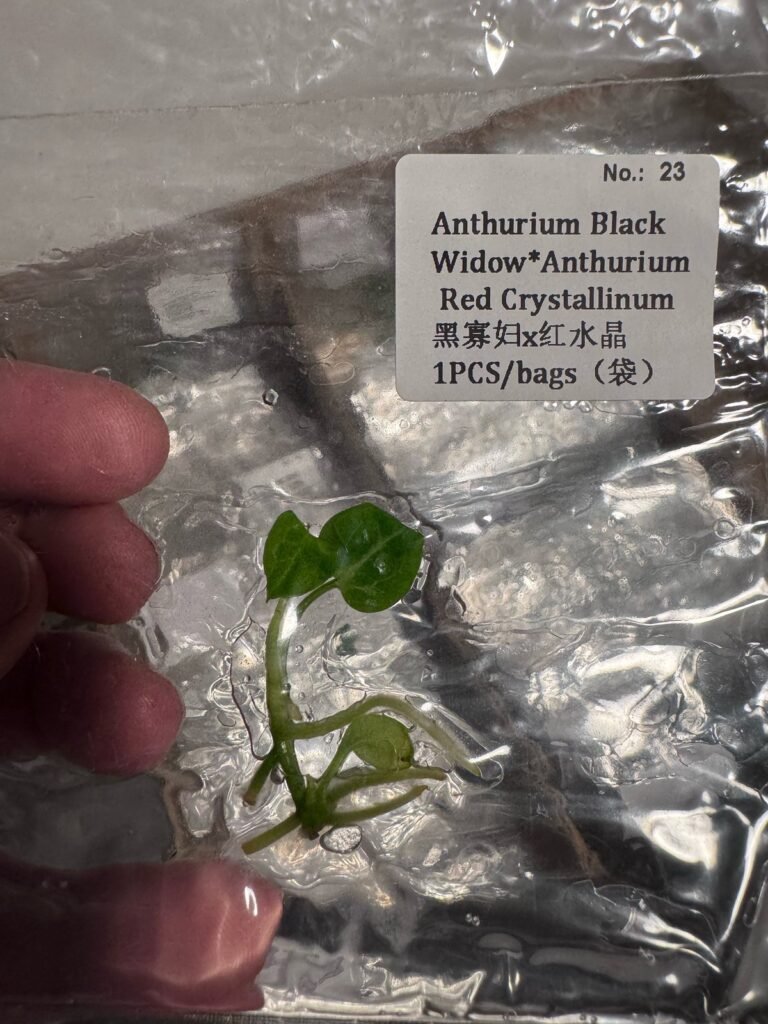 Anthurium Black Widow x Anthurium Red Crystallinum tissue culture plantlet in sterile container