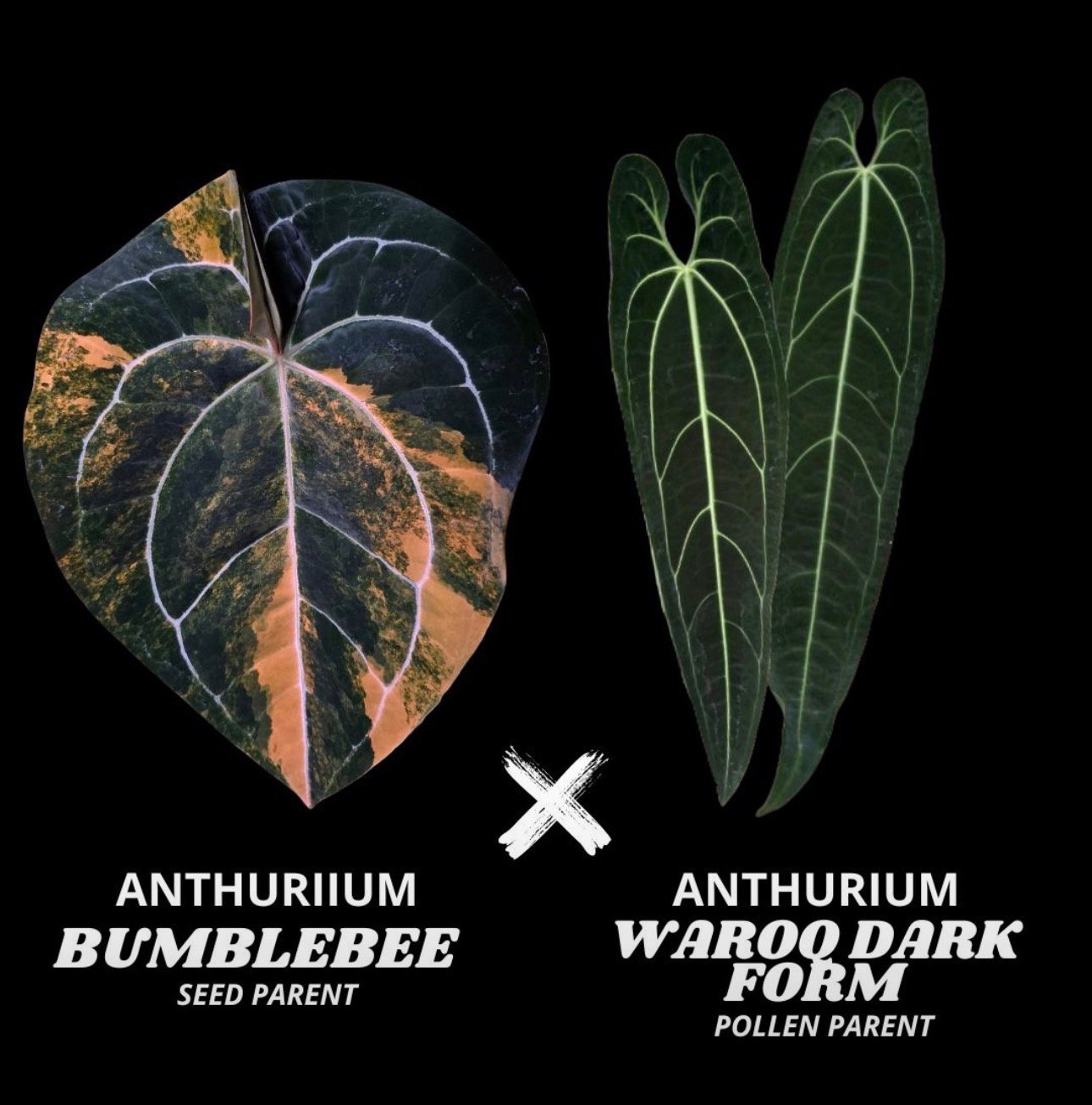 Anthurium Bumblebee seed parent x Warocqueanum Dark Form pollen parent cross graphic