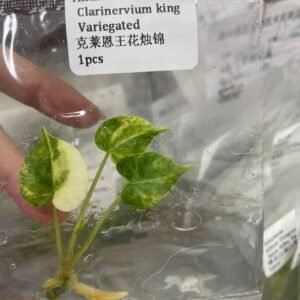 Anthurium Clarinervium King Variegated tissue culture plantlet in sterile container