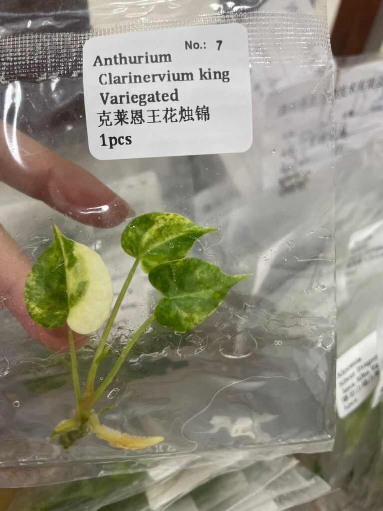 Anthurium Clarinervium King Variegated tissue culture plantlet in sterile container