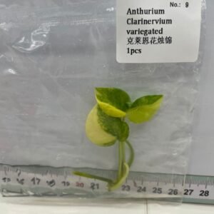 Anthurium Clarinervium Variegated tissue culture plantlet in sterile container